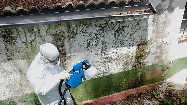 Top rated local Mold Remediation specialists in Port Angeles, WA